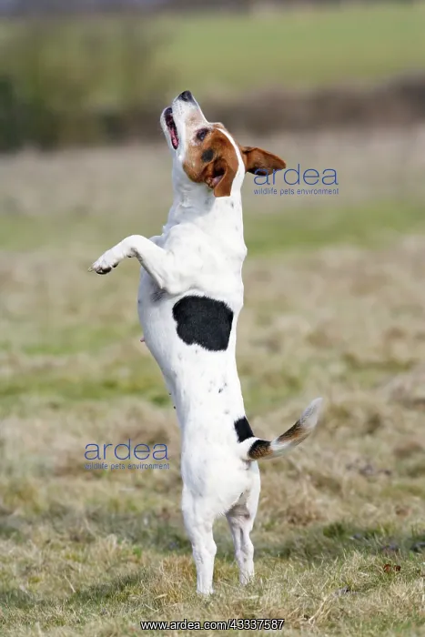 : Dog - Jack Russell - standing on hind legs : Dog - Jack Russell - standing on hind legs