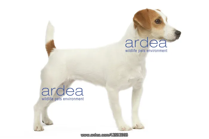  : Dog - Jack Russell - in studio