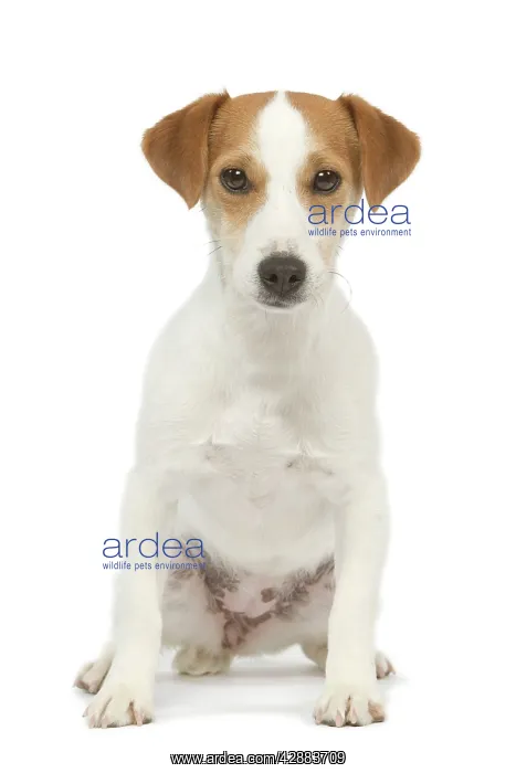  : Dog - Jack Russell - in studio