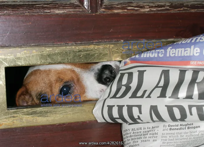  : DOG - Jack Russell takes newspaper at letterbox