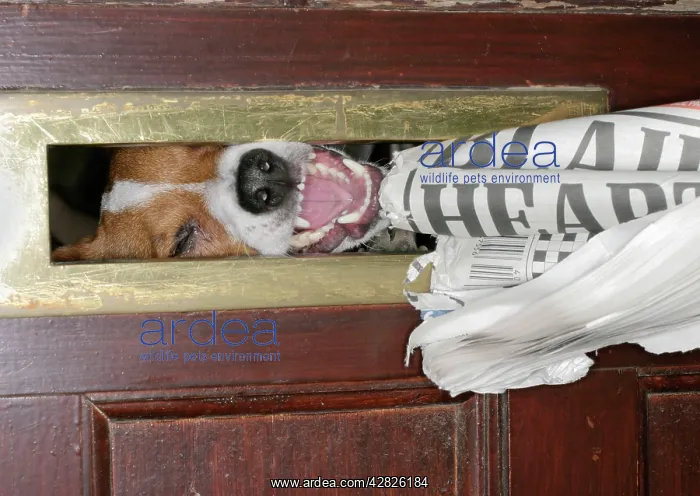  : DOG - Jack Russell takes newspaper at letterbox