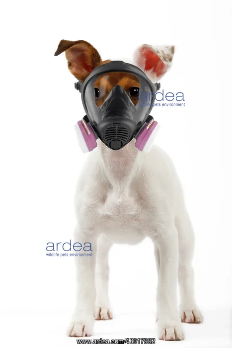 : Dog - Jack Russell Terrier 4 month old puppy with : Dog - Jack Russell Terrier 4 month old puppy with