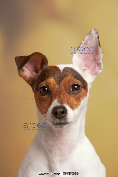  : Dog - Jack Russell Terrier