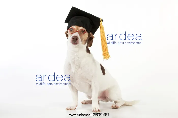 : Dog - Jack Russell Terrier : Dog - Jack Russell Terrier