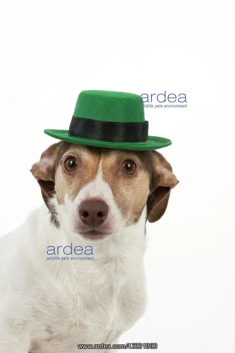 : Dog - Jack Russell Terrier : Dog - Jack Russell Terrier