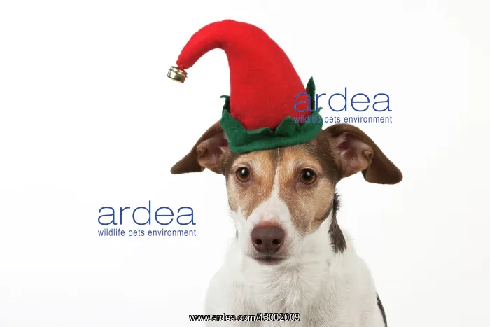 : Dog - Jack Russell Terrier : Dog - Jack Russell Terrier