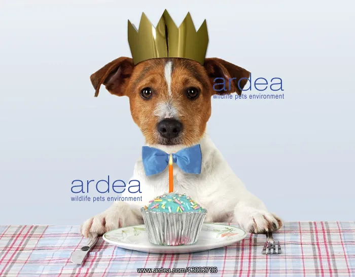 : DOG - Jack russell terrier : DOG - Jack russell terrier