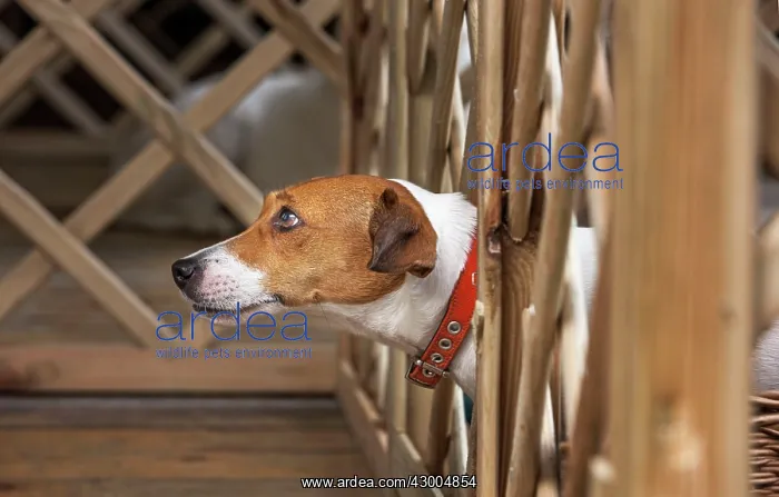 : Dog - Jack Russell Terrier : Dog - Jack Russell Terrier
