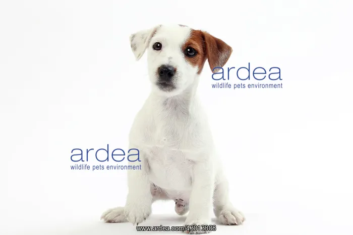: Dog Jack Russell Terrier : Dog Jack Russell Terrier