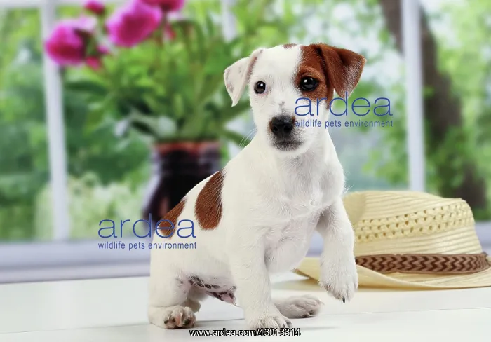 : Dog Jack Russell Terrier : Dog Jack Russell Terrier