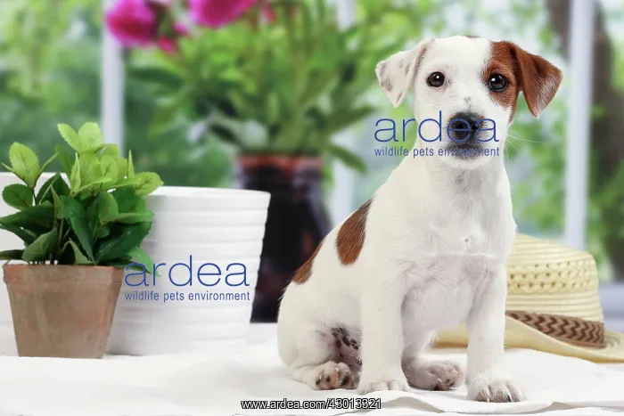 : Dog Jack Russell Terrier : Dog Jack Russell Terrier