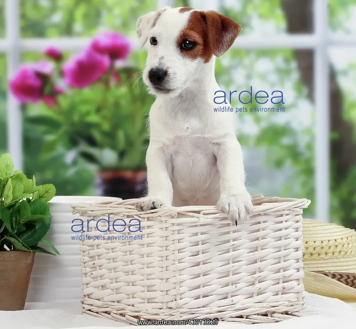  : Dog Jack Russell Terrier