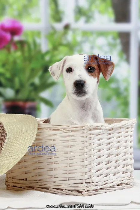 : Dog Jack Russell Terrier : Dog Jack Russell Terrier