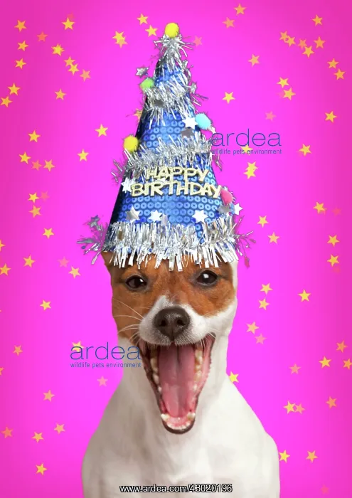 : Dog Jack Russell Terrier : Dog Jack Russell Terrier