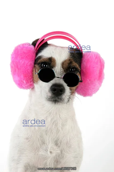 : Dog Jack Russell Terrier : Dog Jack Russell Terrier