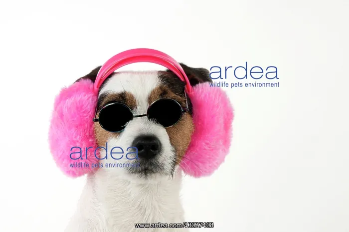 : Dog Jack Russell Terrier : Dog Jack Russell Terrier