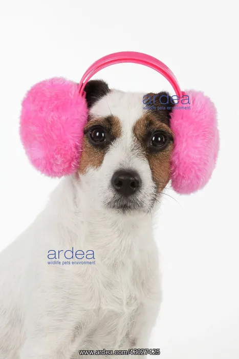 : Dog Jack Russell Terrier : Dog Jack Russell Terrier