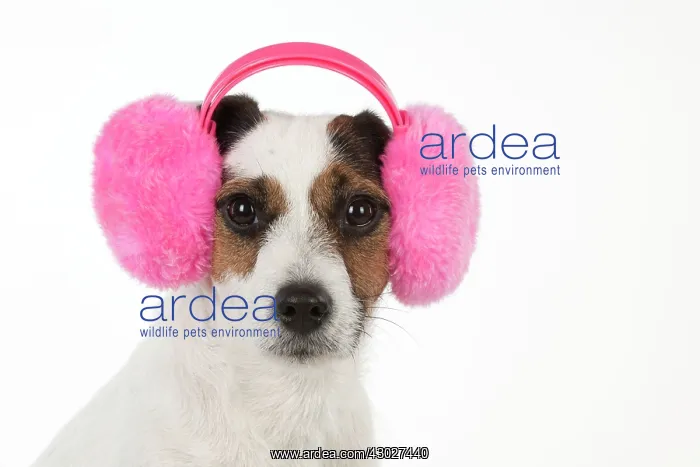 : Dog Jack Russell Terrier : Dog Jack Russell Terrier