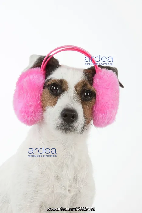 : Dog Jack Russell Terrier : Dog Jack Russell Terrier