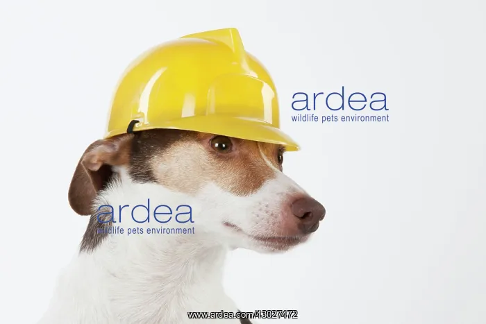 : Dog Jack Russell Terrier : Dog Jack Russell Terrier
