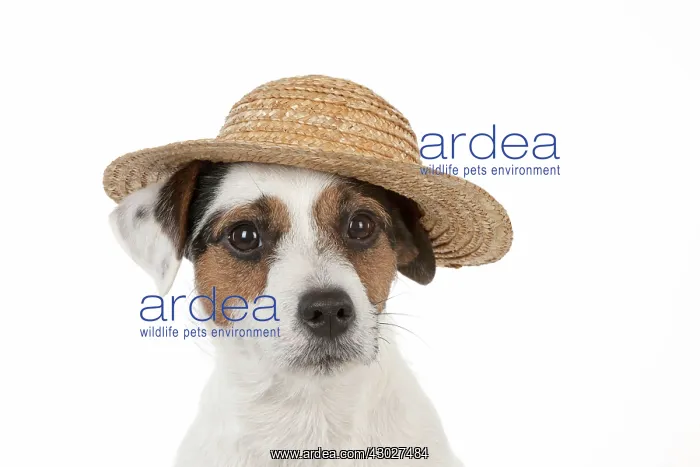 : Dog Jack Russell Terrier : Dog Jack Russell Terrier