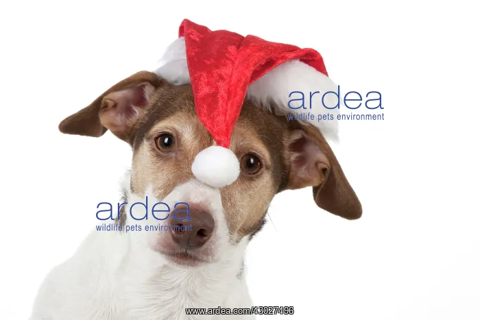 : Dog Jack Russell Terrier : Dog Jack Russell Terrier