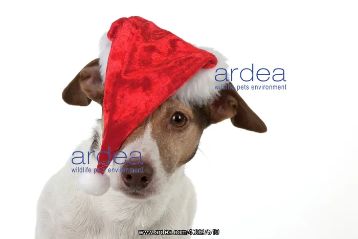 : Dog Jack Russell Terrier : Dog Jack Russell Terrier