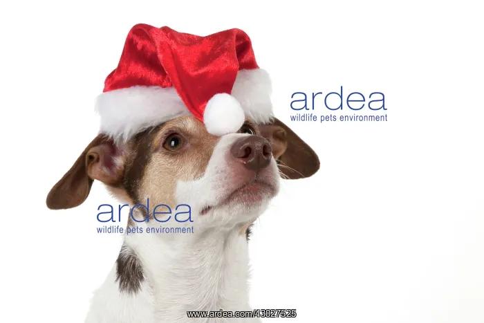 : Dog Jack Russell Terrier : Dog Jack Russell Terrier