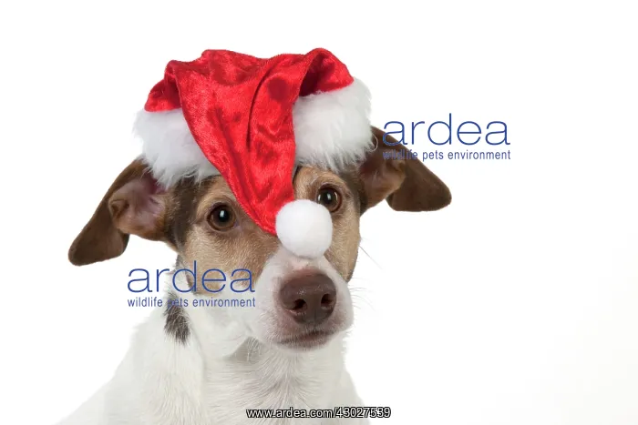 : Dog Jack Russell Terrier : Dog Jack Russell Terrier