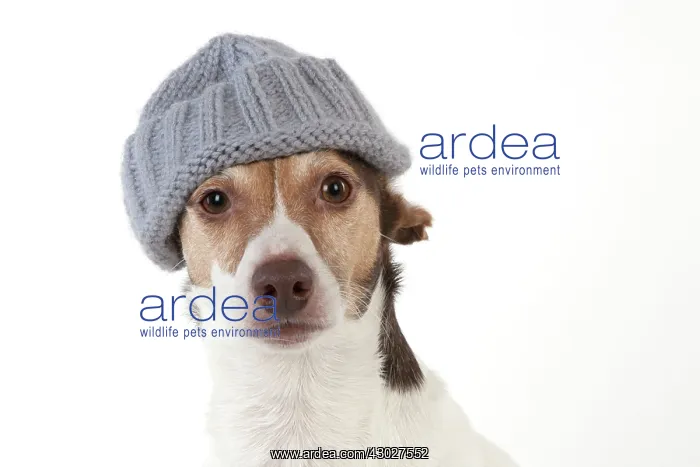 : Dog Jack Russell Terrier : Dog Jack Russell Terrier