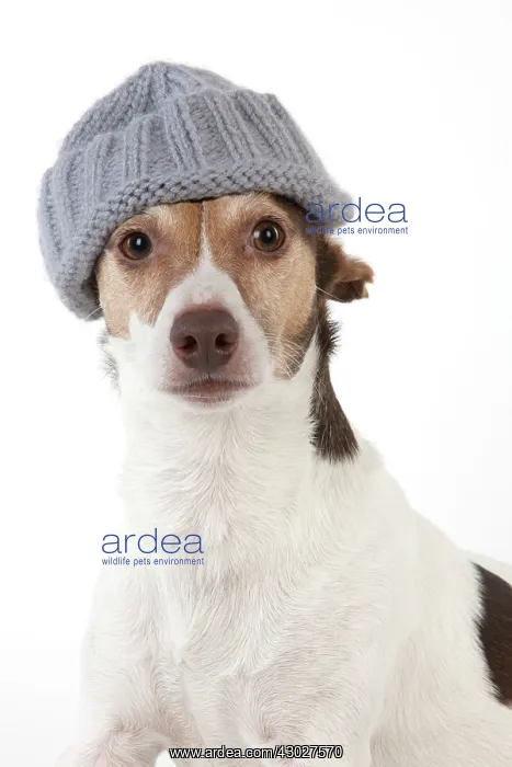 : Dog Jack Russell Terrier : Dog Jack Russell Terrier