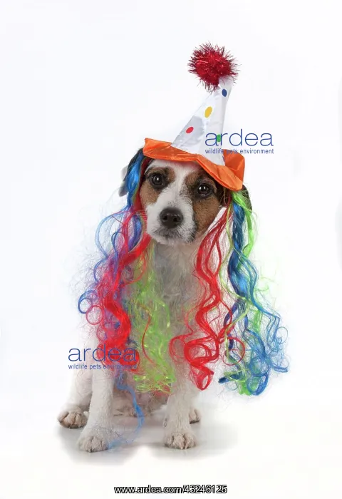  : Dog Jack Russell Terrier