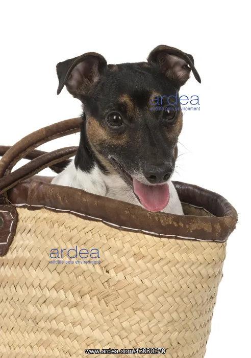 : DOG. Jack Russell Terrier, in a bag