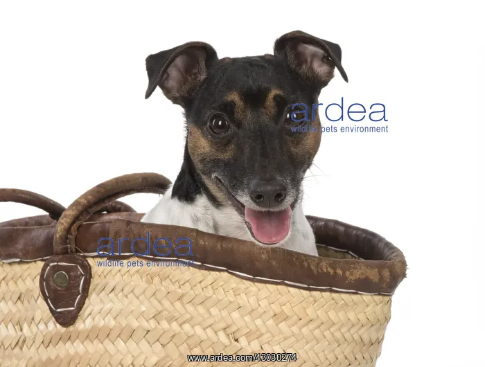  : DOG. Jack Russell Terrier, in a bag