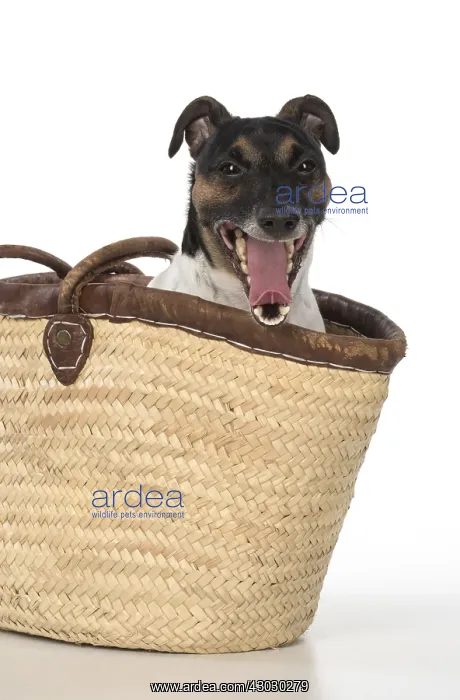  : DOG. Jack Russell Terrier, in a bag