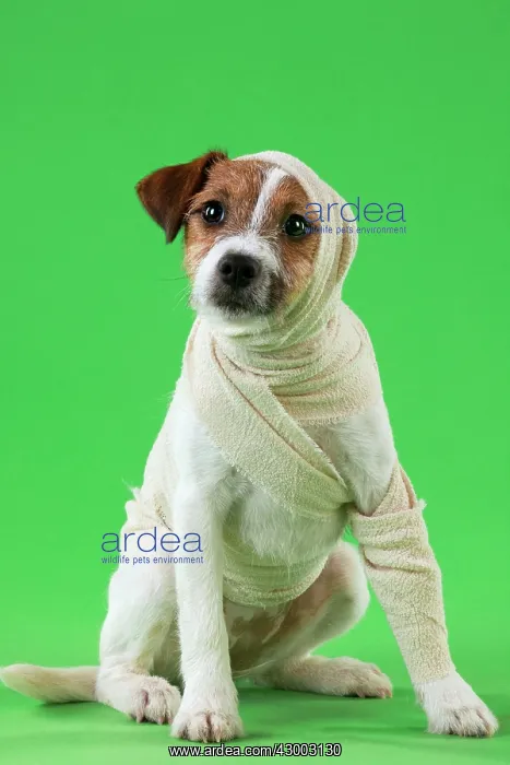  : Dog - Jack Russell Terrier in a bandage