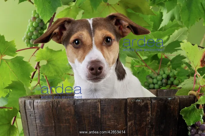  : DOG. Jack russell terrier in a barrel with grapes