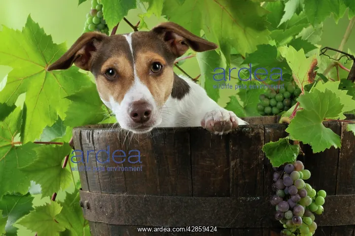  : DOG. Jack russell terrier in a barrel with grapes