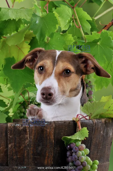  : DOG. Jack russell terrier in a barrel with grapes