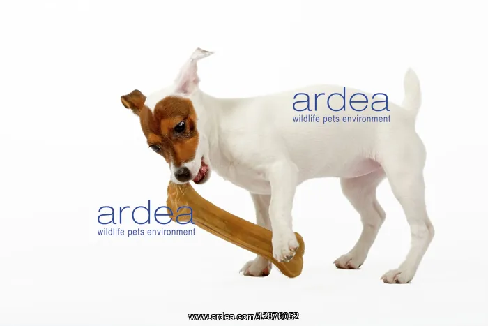  : Dog - Jack Russell Terrier - with bone
