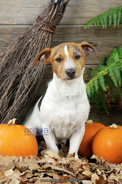  : DOG. Jack russell terrier with broom and pumpkins