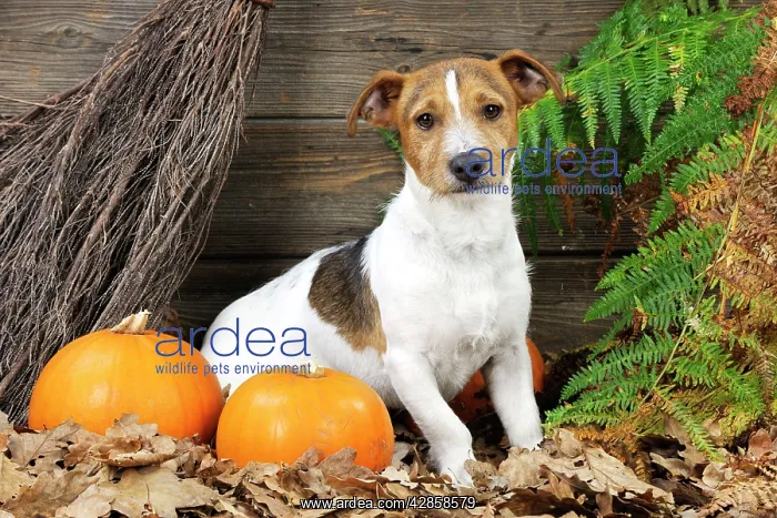  : DOG. Jack russell terrier with broom and pumpkins