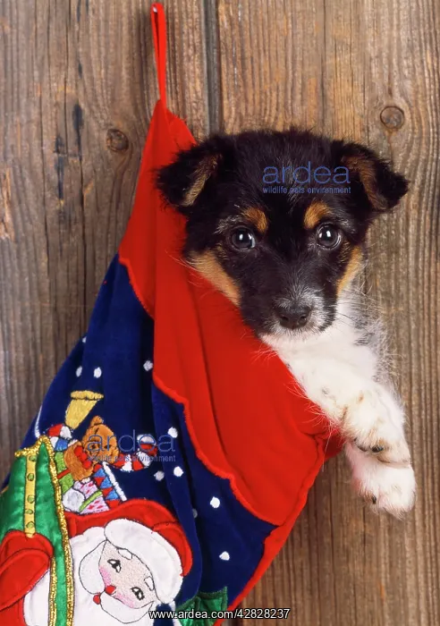 : DOG - Jack Russell Terrier cross puppy in Christmas stocking : DOG - Jack Russell Terrier cross puppy in Christmas stocking