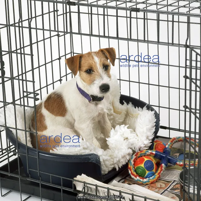  : DOG - Jack Russell Terrier in Dog Cage