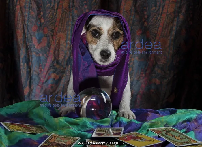 : Dog Jack Russell Terrier dressed as a fortune teller with crystal ball and tarot cards : Dog Jack Russell Terrier dressed as a fortune teller with crystal ball and tarot cards