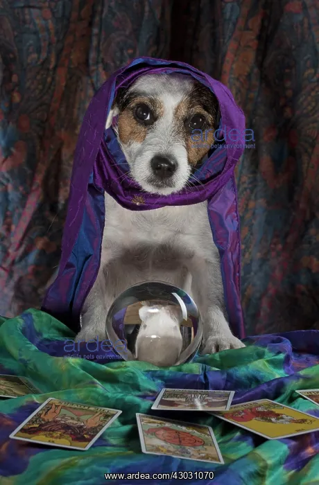 : Dog Jack Russell Terrier dressed as a fortune teller with crystal ball and tarot cards : Dog Jack Russell Terrier dressed as a fortune teller with crystal ball and tarot cards