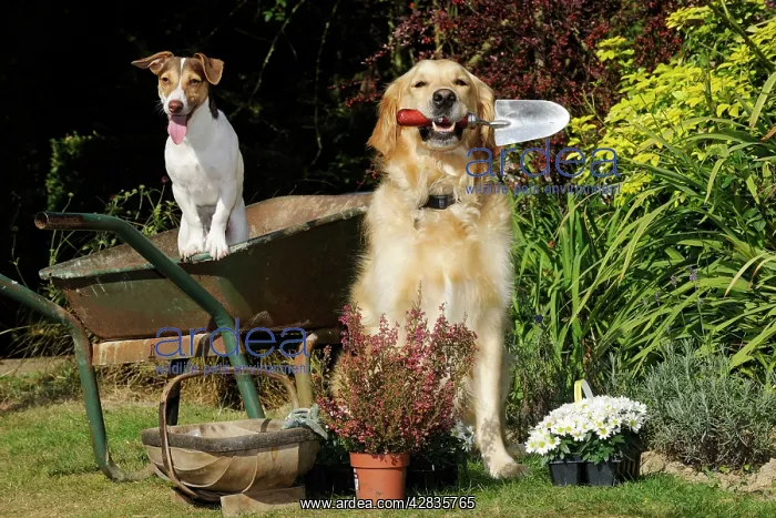 : DOG. Jack russell terrier and golden retreiver : DOG. Jack russell terrier and golden retreiver