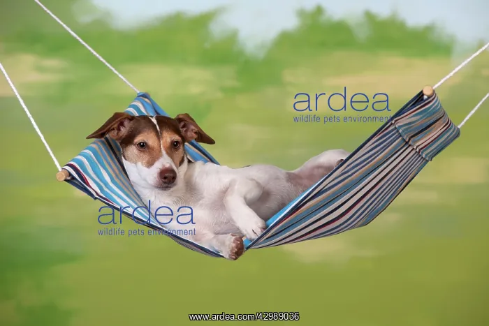 : DOG - Jack russell terrier laying in hammock : DOG - Jack russell terrier laying in hammock