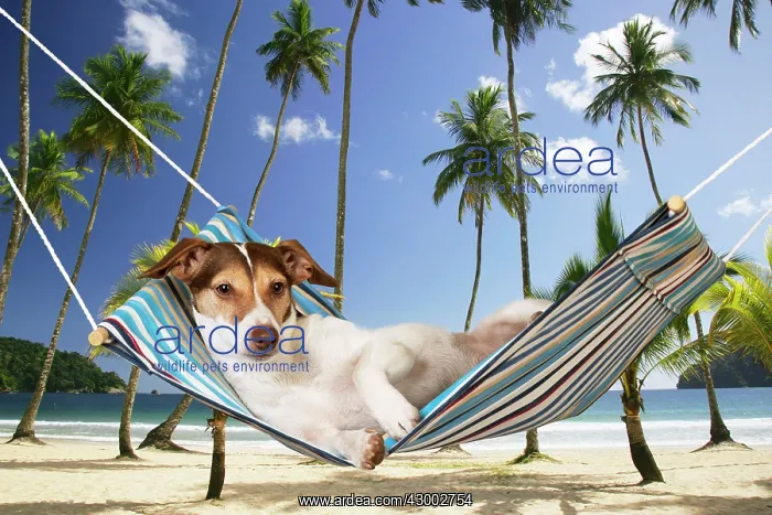  : DOG - Jack russell terrier laying in hammock
