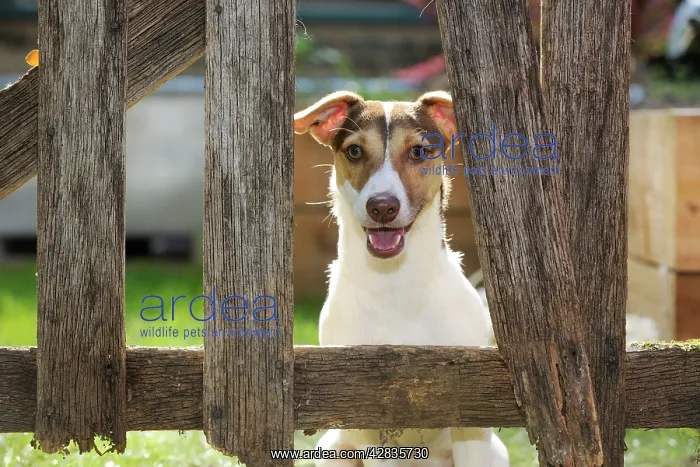  : DOG. Jack russell terrier looking through garden fence